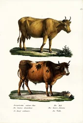 Cattle